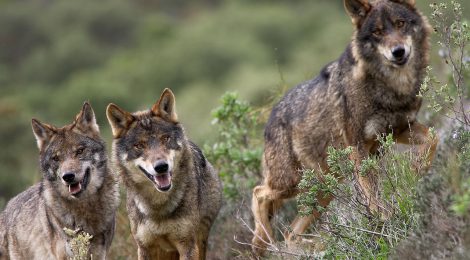 Universidad y CSIC idean un método más fiable para calcular el número de lobos